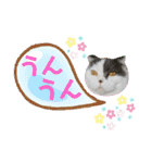 にゃーこのつぶやき（個別スタンプ：11）