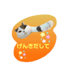 にゃーこのつぶやき（個別スタンプ：12）