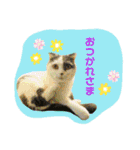 にゃーこのつぶやき（個別スタンプ：16）