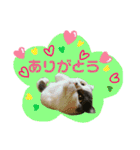 にゃーこのつぶやき（個別スタンプ：17）