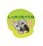 にゃーこのつぶやき（個別スタンプ：18）