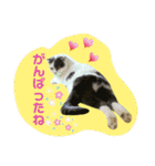 にゃーこのつぶやき（個別スタンプ：19）