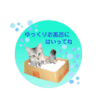 にゃーこのつぶやき（個別スタンプ：20）