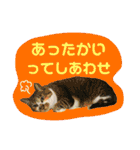 にゃーこのつぶやき（個別スタンプ：21）