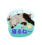 にゃーこのつぶやき（個別スタンプ：22）