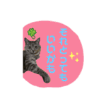 にゃーこのつぶやき（個別スタンプ：23）