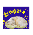 にゃーこのつぶやき（個別スタンプ：24）