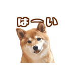 柴犬あずきの写真スタンプ【デカ文字】（個別スタンプ：1）