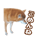 柴犬あずきの写真スタンプ【デカ文字】（個別スタンプ：14）