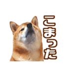 柴犬あずきの写真スタンプ【デカ文字】（個別スタンプ：18）