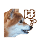 柴犬あずきの写真スタンプ【デカ文字】（個別スタンプ：32）