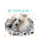 箱入り娘のゆりあ（個別スタンプ：3）
