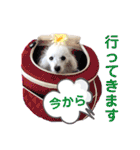 箱入り娘のゆりあ（個別スタンプ：5）