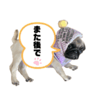 キングの日常スタンプ（個別スタンプ：13）