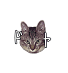 関西弁のねここ（個別スタンプ：1）