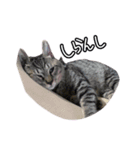 関西弁のねここ（個別スタンプ：3）