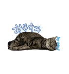 関西弁のねここ（個別スタンプ：4）