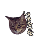 関西弁のねここ（個別スタンプ：5）