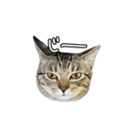 関西弁のねここ（個別スタンプ：7）
