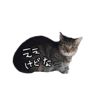 関西弁のねここ（個別スタンプ：10）