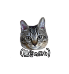 関西弁のねここ（個別スタンプ：11）