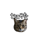 関西弁のねここ（個別スタンプ：13）