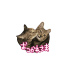 関西弁のねここ（個別スタンプ：14）
