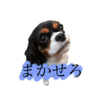いぬわたいぬいぬいぬわた（個別スタンプ：1）