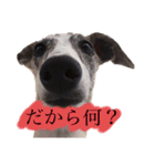 いぬわたいぬいぬいぬわた（個別スタンプ：3）