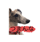 いぬわたいぬいぬいぬわた（個別スタンプ：4）