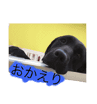 いぬわたいぬいぬいぬわた（個別スタンプ：5）