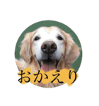 いぬわたいぬいぬいぬわた（個別スタンプ：6）