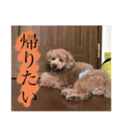 いぬわたいぬいぬいぬわた（個別スタンプ：8）