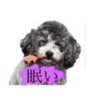 いぬわたいぬいぬいぬわた（個別スタンプ：9）
