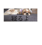 いぬわたいぬいぬいぬわた（個別スタンプ：11）