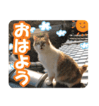 タマちゃんの日常 ごあいさつ（個別スタンプ：1）