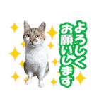 タマちゃんの日常 ごあいさつ（個別スタンプ：2）