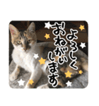タマちゃんの日常 ごあいさつ（個別スタンプ：3）