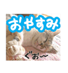 タマちゃんの日常 ごあいさつ（個別スタンプ：5）