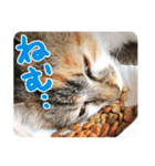 タマちゃんの日常 ごあいさつ（個別スタンプ：6）