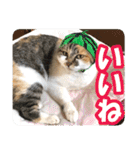 タマちゃんの日常 ごあいさつ（個別スタンプ：7）
