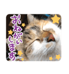 タマちゃんの日常 ごあいさつ（個別スタンプ：8）