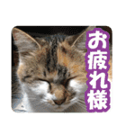 タマちゃんの日常 ごあいさつ（個別スタンプ：9）