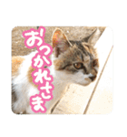 タマちゃんの日常 ごあいさつ（個別スタンプ：10）