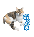 タマちゃんの日常 ごあいさつ（個別スタンプ：11）