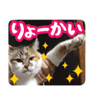 タマちゃんの日常 ごあいさつ（個別スタンプ：12）