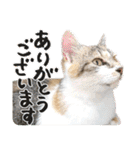 タマちゃんの日常 ごあいさつ（個別スタンプ：13）