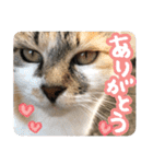 タマちゃんの日常 ごあいさつ（個別スタンプ：14）