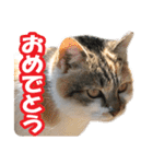 タマちゃんの日常 ごあいさつ（個別スタンプ：15）