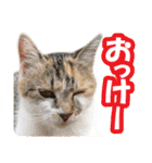 タマちゃんの日常 ごあいさつ（個別スタンプ：16）